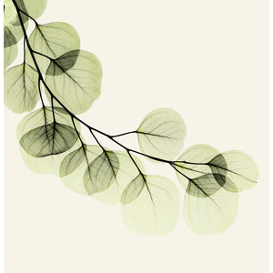 Green X-Ray of Eucalyptus Leaves Shower Curtain