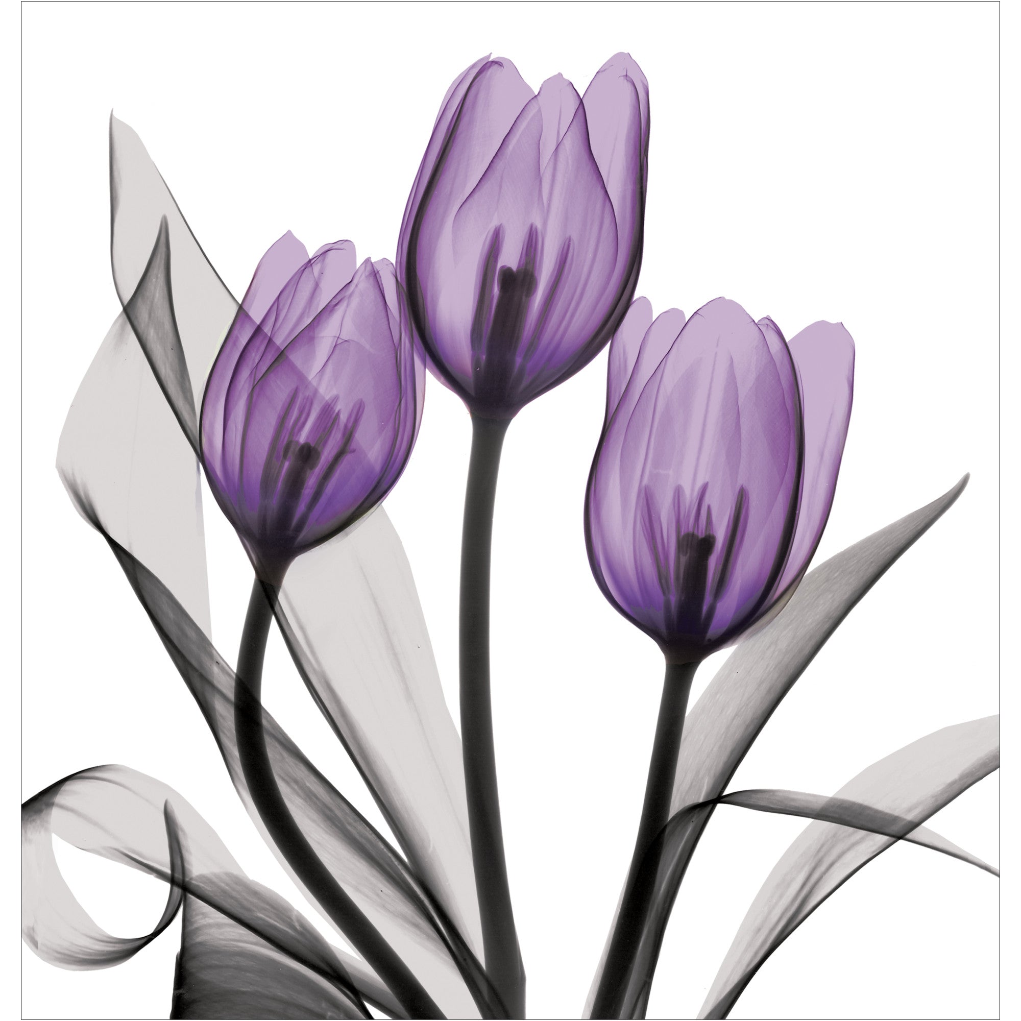 Purple X-ray tulip shower curtains