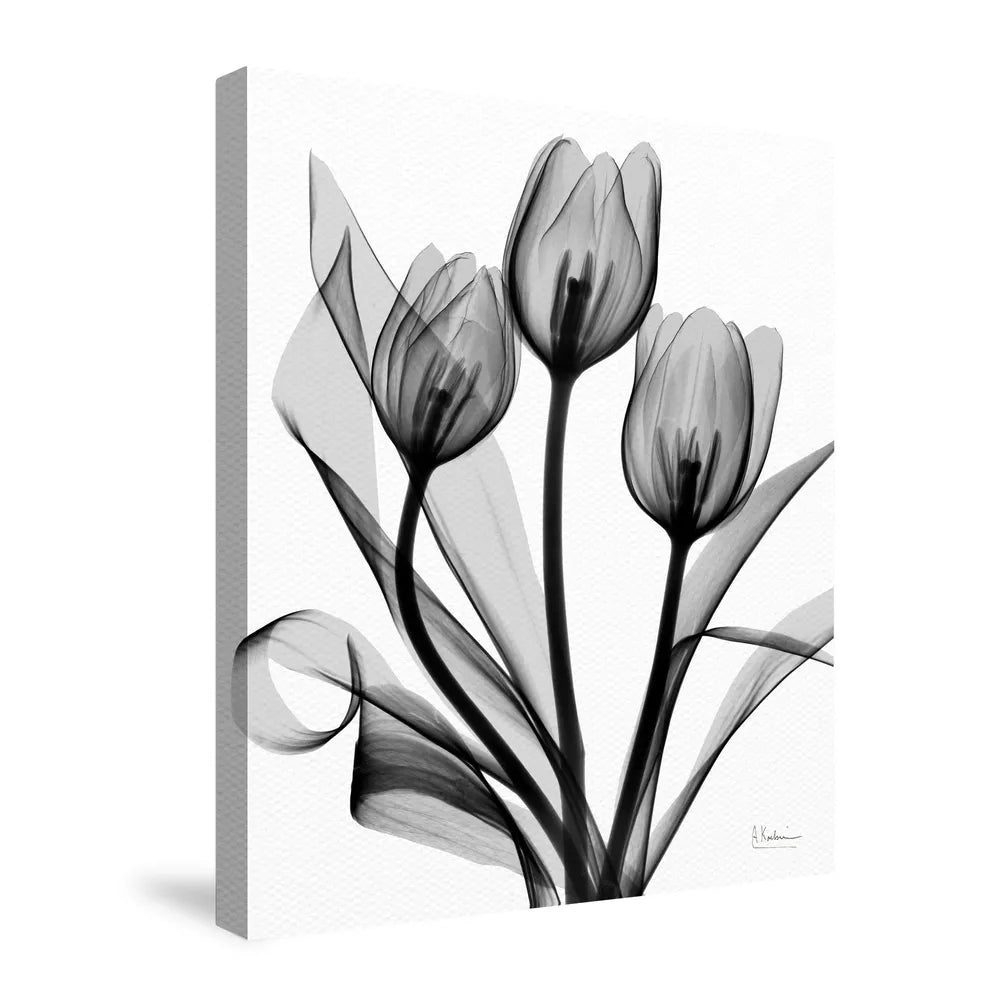 Monochromatic Black Tulips Canvas Wall Art 