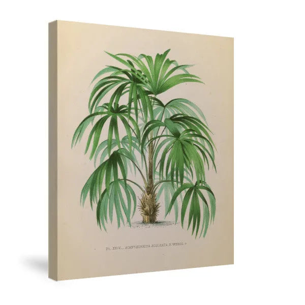 Palmier PL XXIV Canvas Wall Art 