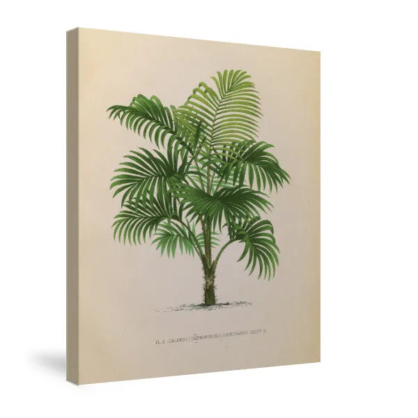 Palmier PL X Canvas Wall Art 